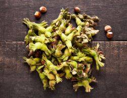 Organik Fındık 🌰